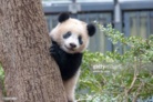 パンダショッピング ( panda_shop817 )