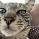 保護猫のはなぐろ ( tsuuuchi )