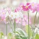 ミーさん ( olafginiromm )