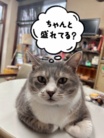 某お店のニャンコ ( Rabbitmonster )