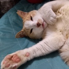 コーーーーンオス猫 ( utinoko_ko-n )