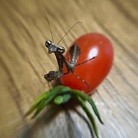 kiru’s shop ( xxx_kiru )