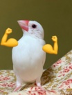 友と文鳥ｽﾞ°ʚ(•ө•)ɞ° ( tomotobunchos )