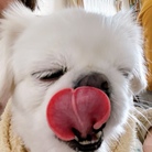 キャバリアるびぃ・ペキニーズ雪のお店 ( ruby-0120 )