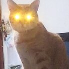 茶トラ女子の琥珀屋 ( asunow211 )