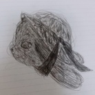きんじょのねこ ( KAMEKAME )