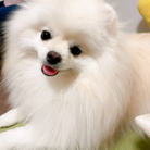 Pomeranian ( mip )
