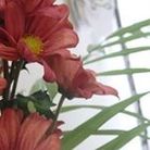 チ ト ウ フ ジ マ 🇯🇵 ( fujimamemu )