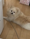 飼い主 ( YuChaki )