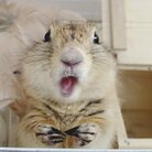 もちのうち。 ( mochitomochi3 )