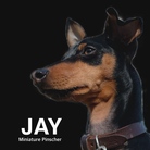 JAY0715