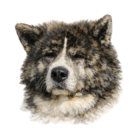 MOFU de MOFU ( KUMAGOROUGOMIHIROI )