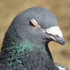 はと ( hthfc_178 )