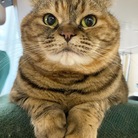 もちもち猫さん ( 96mona )
