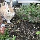 長谷川印刷活版部の活版　『じゃないよね支店』 ( hope-u )