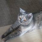 komachi_caaat ( sakura_tokiyama )