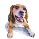 ビーグル大好き ( beagle_love )