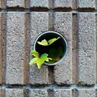 rojyo_bonsai ( planters_tokyo )