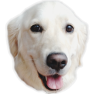 マロンぱぱ ( ret_marron )