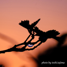 トシタジマの店 ( toshitajima )