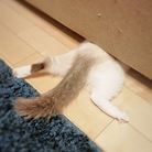 ねぶそく ( morisan_nemui )