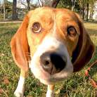 beagle meter the shop ( beagle_meter )