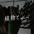 植物と___| ( shokubutsu_to___ )