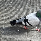 tom-pigeon