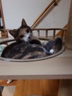 ねこねこニャンコ ( mmk-477 )