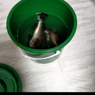 三味田 ( samida_miek )