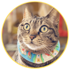 みぃやねんピアノ公式ショップ ( KanayaShop )