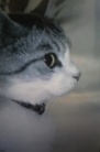 うちのねこさま ( odagiri )