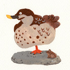 野鳥のレイチェル屋 ( rachel-daido )