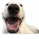 ブルテリアのにきぶう ( nicky0519 )