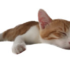 by Nakamoto ( KINA-desu )