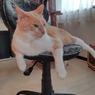 ちのさん商店 ( chinochan26 )