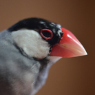 桜文鳥そらワールド ( sakurabuncho_sora )