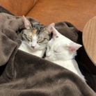 ことびわちゃんねる-公式SHOP ( biwakoto0505 )