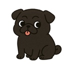 黒パグのぐぐ ( cute_animals )