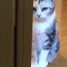 ♡miu♡ ( miu_0509 )