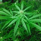 オールドスクール ( oceankobou )