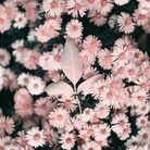 雛菊💐🤍 ( hinagiku1130 )