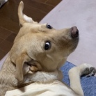 のんびり犬ラッキー🦮 ( noppo31 )