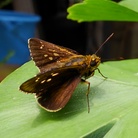 Hesperiidae