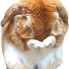 うさぎのハッピーさん ( 1019gggg )