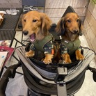 Dachshund_Pa-chanPi-chan