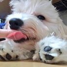 FUJIMARU's × NECODOMO ( babychanchannel )