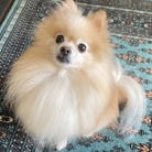 Dog_4_ALL ( dog4all )