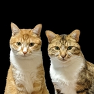 野良猫は星空の夢を見る ( Stray_cats_dream_of_starry_skies )