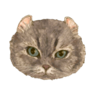 hoimiso